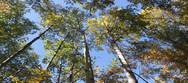 State forestry offers more tree-vitalize grants for Alaska schools